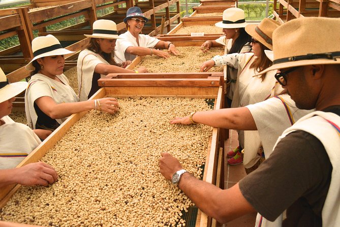 Coffee Tour at the Finca del Café - Following coffee from seed to plant
