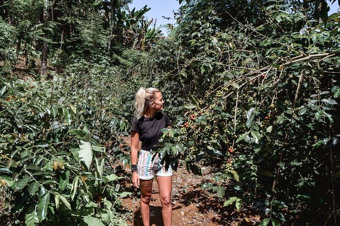 Coffee Tour Experience from Arusha - Meeting point, pickup, and the early start