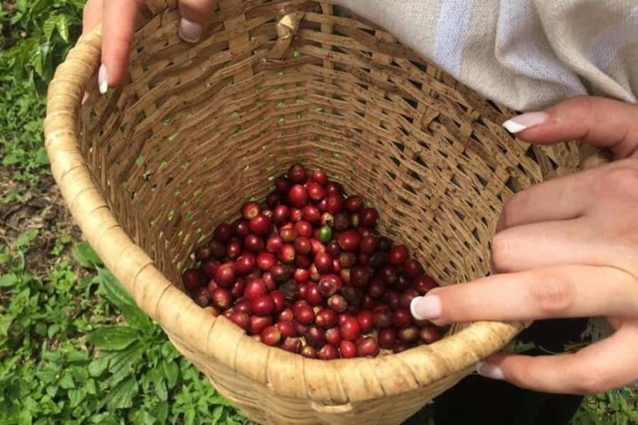 Coffee Tour from Medellin with Lunch and Coffee Tasting - Key points to know before booking