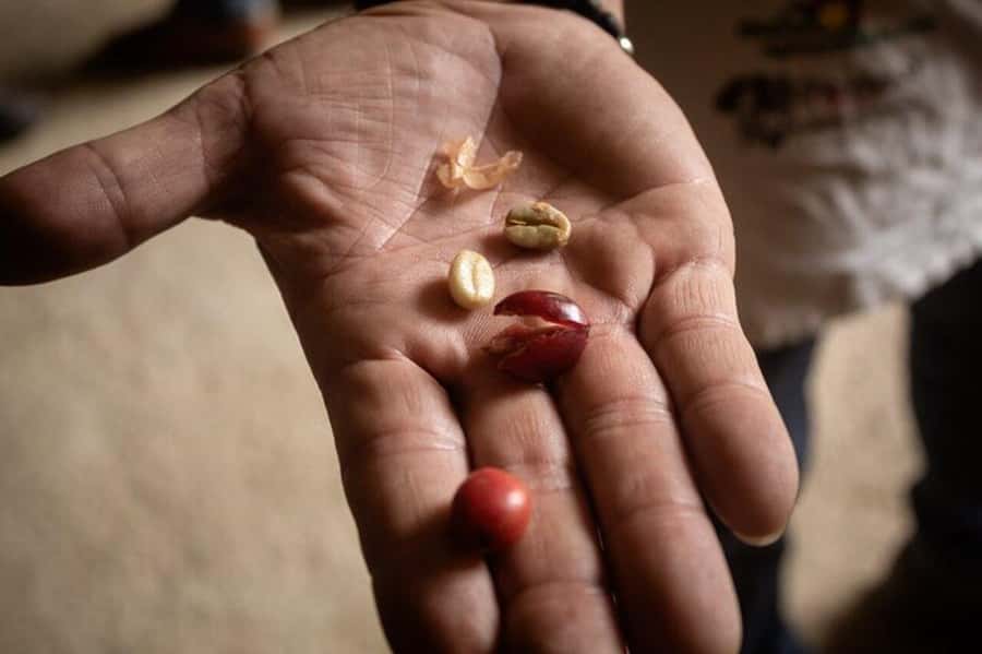 Coffee Tour from Medellin with Lunch and Coffee Tasting - Guides, language, and the feel of the visit