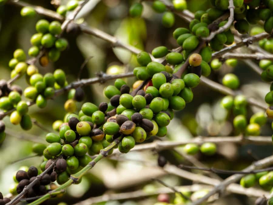 Coffee Tour in Antigua Guatemala - Key points at a glance