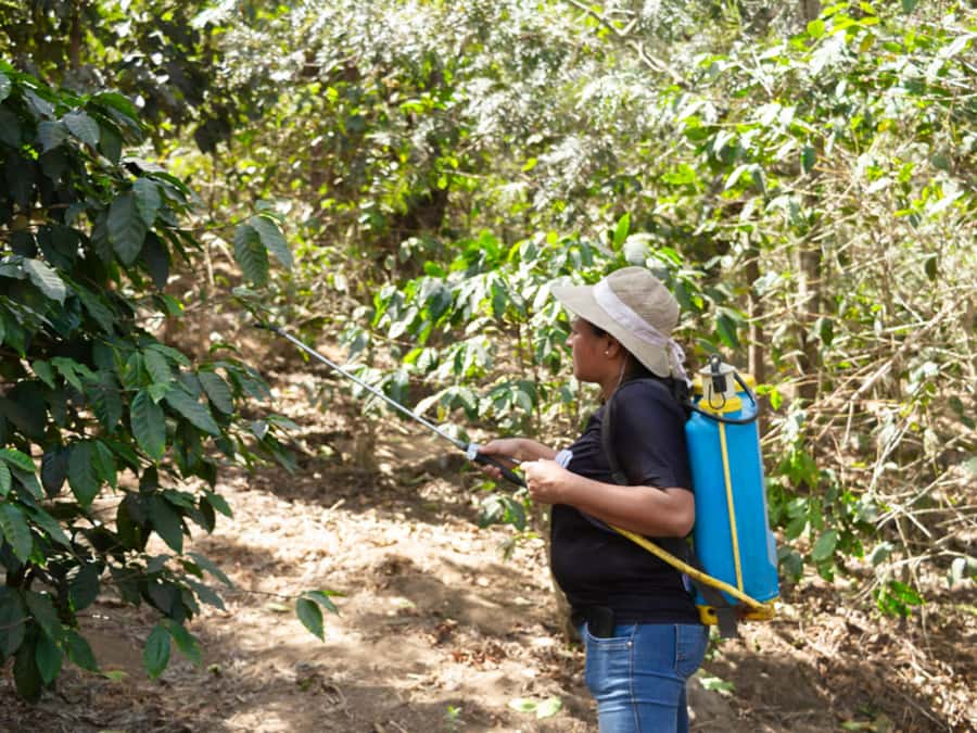 Coffee Tour in Antigua Guatemala - From Antigua to Ciudad Vieja at 9:00 AM