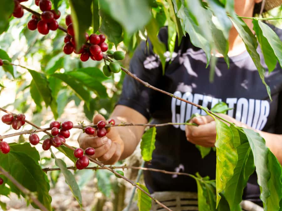 Coffee Tour in Antigua Guatemala - Following coffee from plant to processed bean