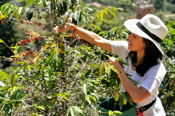 Coffee Tour in the Beautiful Jardin Town: Adventure in the Andes - Why this day from Medellín is worth the long drive