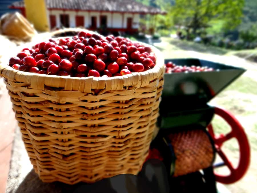 Coffee Tour Salento-Ocaso Farm- English Tour - What the $14 price delivers
