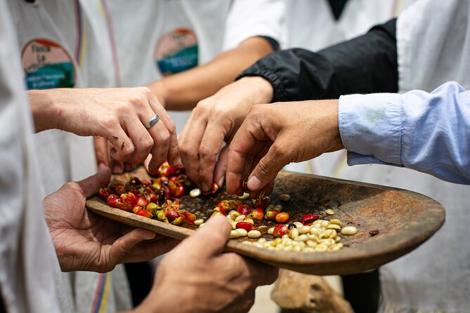 Coffee Tour with arrival on horseback and sugar cane processing - From El Poblado to the hills of Palmitas