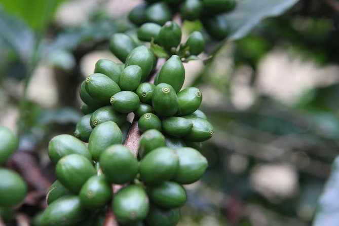 Coffee walk day trip - From Arusha town to a coffee-growing village