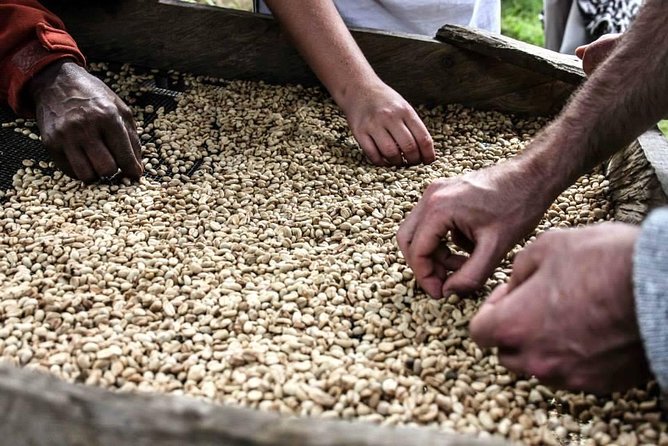 Coffee walk day trip - Who should book this coffee walk?