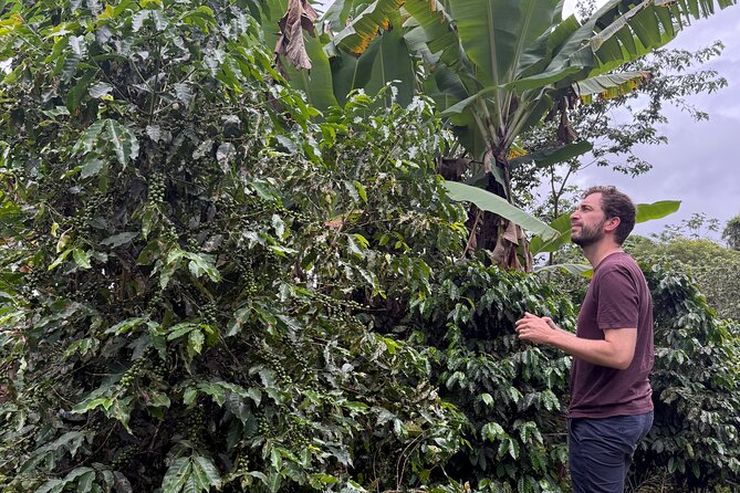 Coffee & Waterfalls Tour: from the mountains to the cup - Toro Negro State Forest and the wider mountain setting