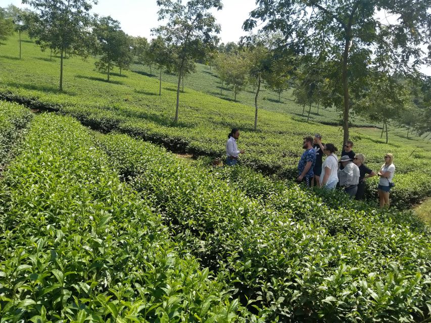 Coffee - Wine - Tea Da Lat's Agricultural Treasures Tour - Da Lat wine at Ladora Winery