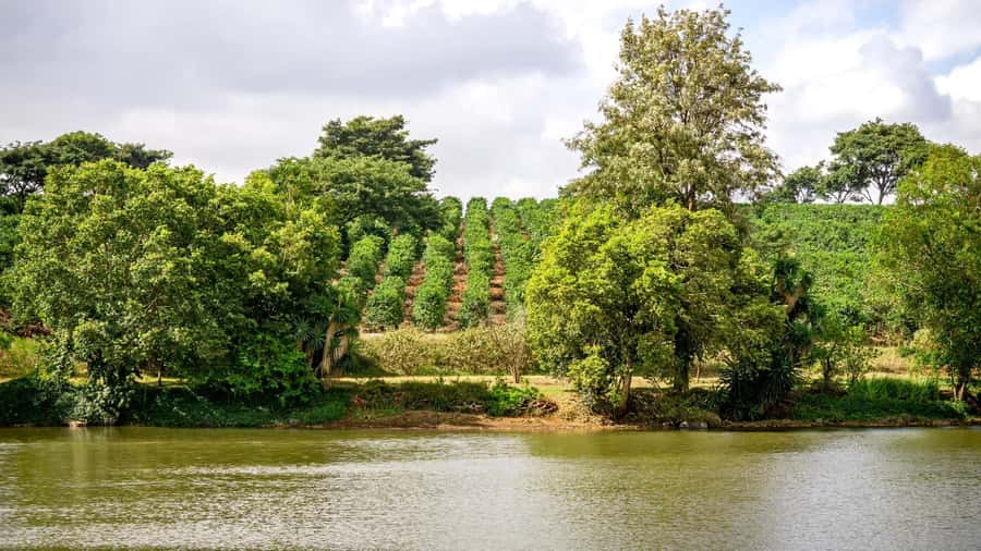 Day Tour to Fairview Coffee Estate From Nairobi - Leaving Nairobi for Fairview in Kiambu