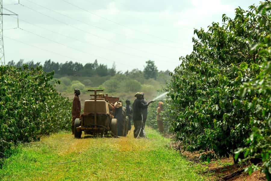 Day Tour to Fairview Coffee Estate From Nairobi - Walking through Fairview’s coffee fields
