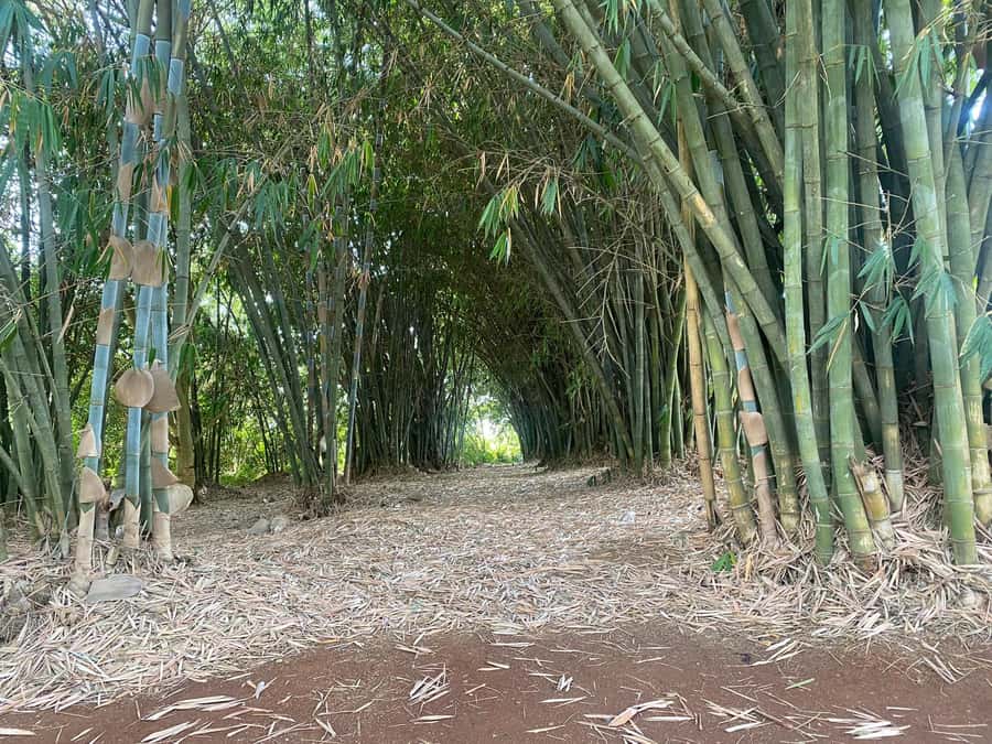 Day Tour to Fairview Coffee Estate From Nairobi - Garden refreshments and the optional farm-to-table meal