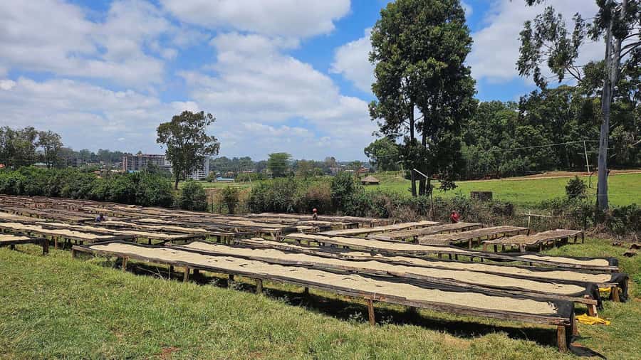 Day Tour to Fairview Coffee Estate From Nairobi - Guides can shape the experience