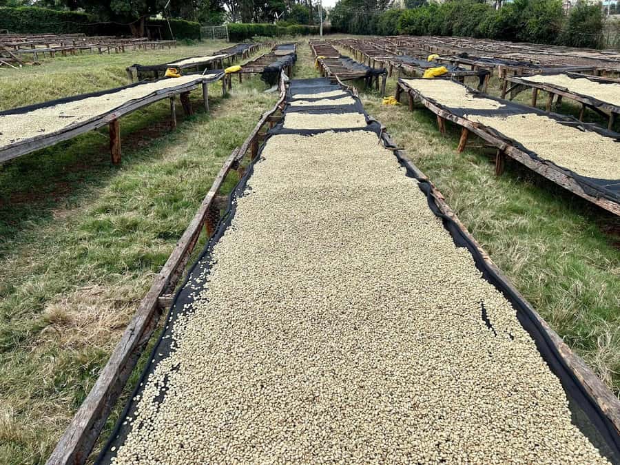 Day Tour to Fairview Coffee Estate From Nairobi - Is four hours enough for Fairview?