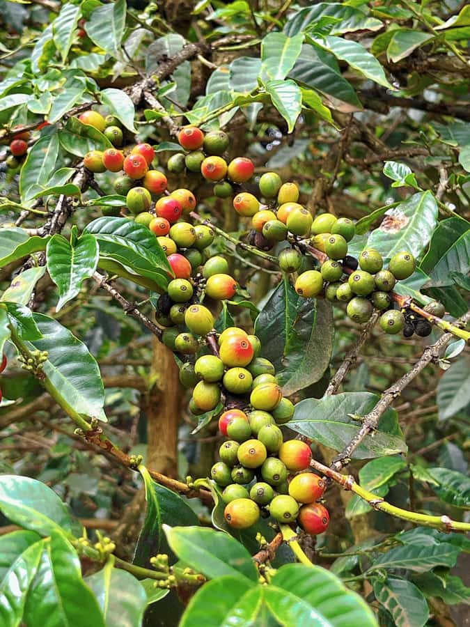 Day Tour to Fairview Coffee Estate From Nairobi - Who should book this estate visit?