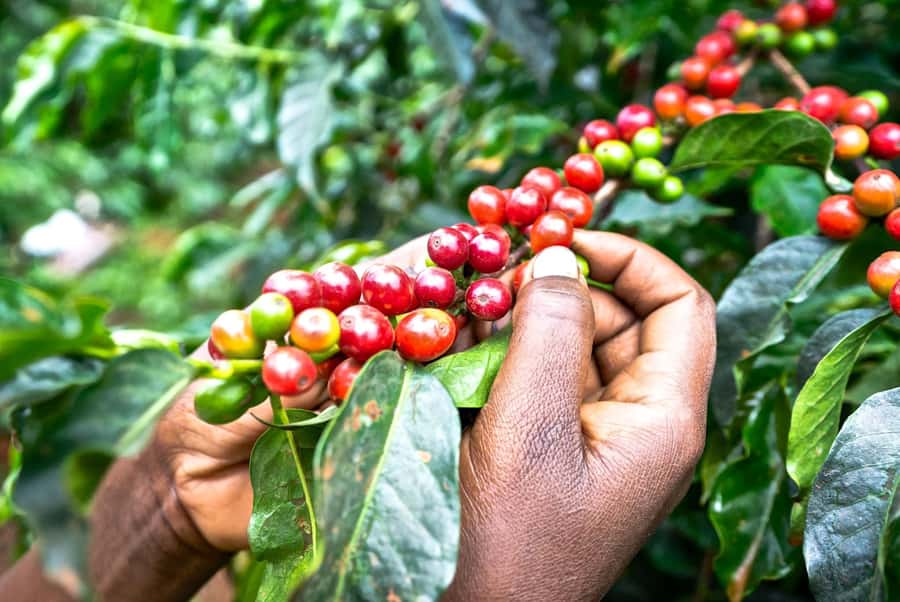 Day Tour to Fairview Coffee Estate From Nairobi - A coffee tasting that teaches you what to notice