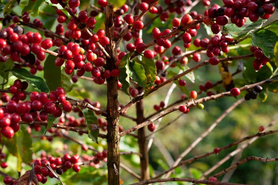 Day Tour to Fairview Coffee Farm - Key points to know before booking