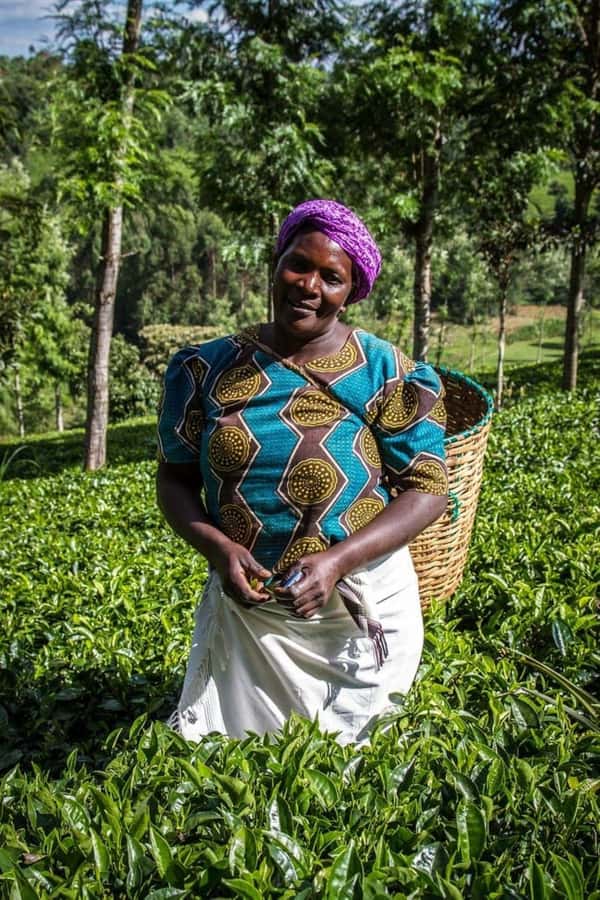 Day Tour to Fairview Coffee Farm - Why Fairview Coffee Estate makes a good Nairobi side trip