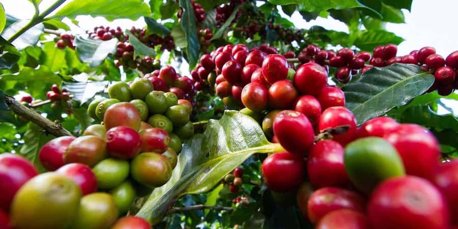 Day Tour to Fairview Coffee Farm - The farm story begins with coffee flowers
