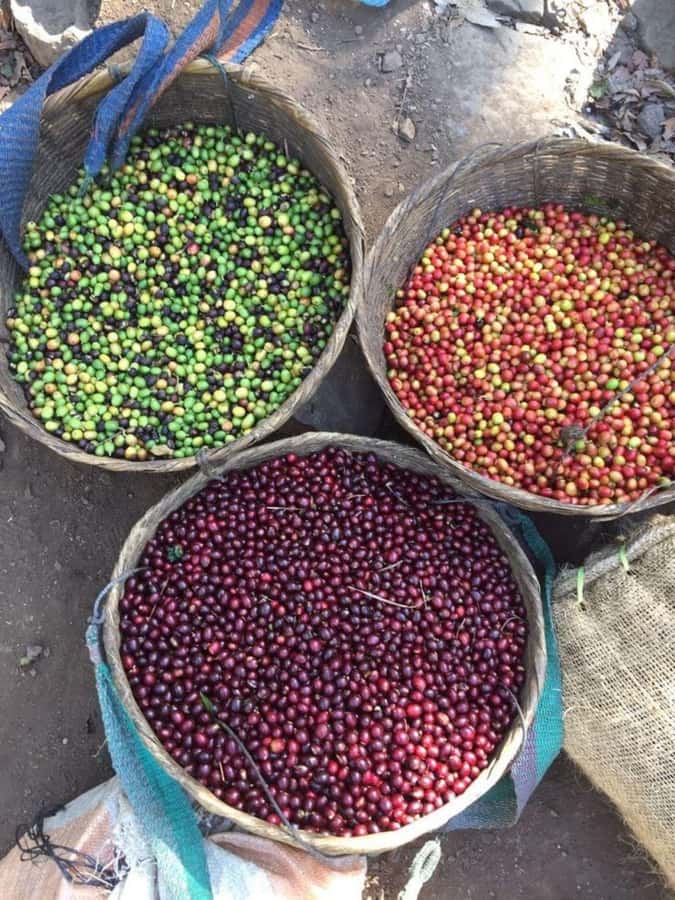 Day Tour to Fairview Coffee Farm - Inside the factory: processing explained step by step