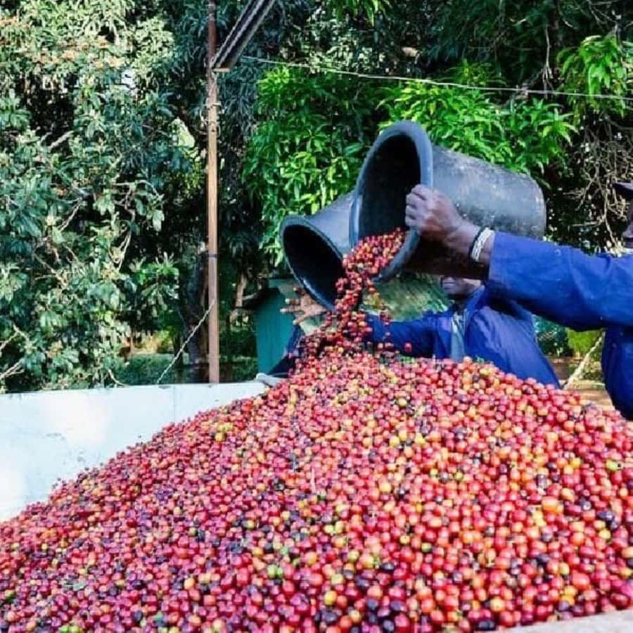 Day Tour to Fairview Coffee Farm - The coffee lab is where the process turns aromatic