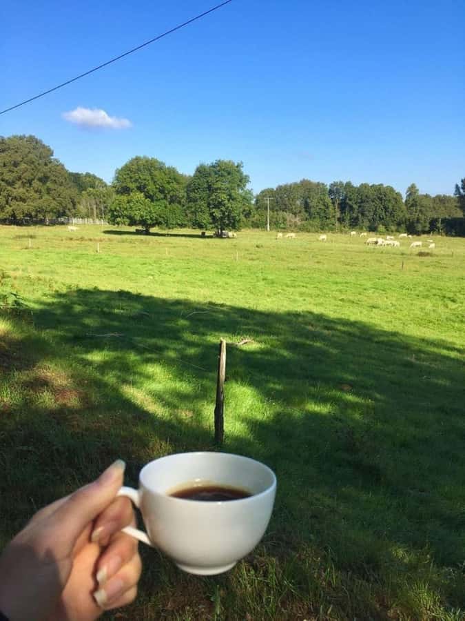 Day Tour to Fairview Coffee Farm - Coffee, cookies, and milk in the garden