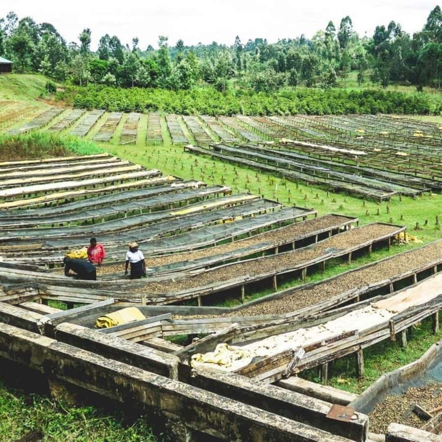 Day Tour to Fairview Coffee Farm - What the $50 price really means