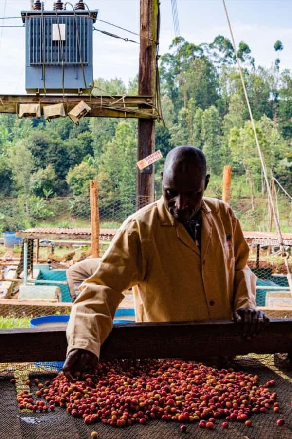 Day Tour to Fairview Coffee Farm - Timing, comfort, and accessibility