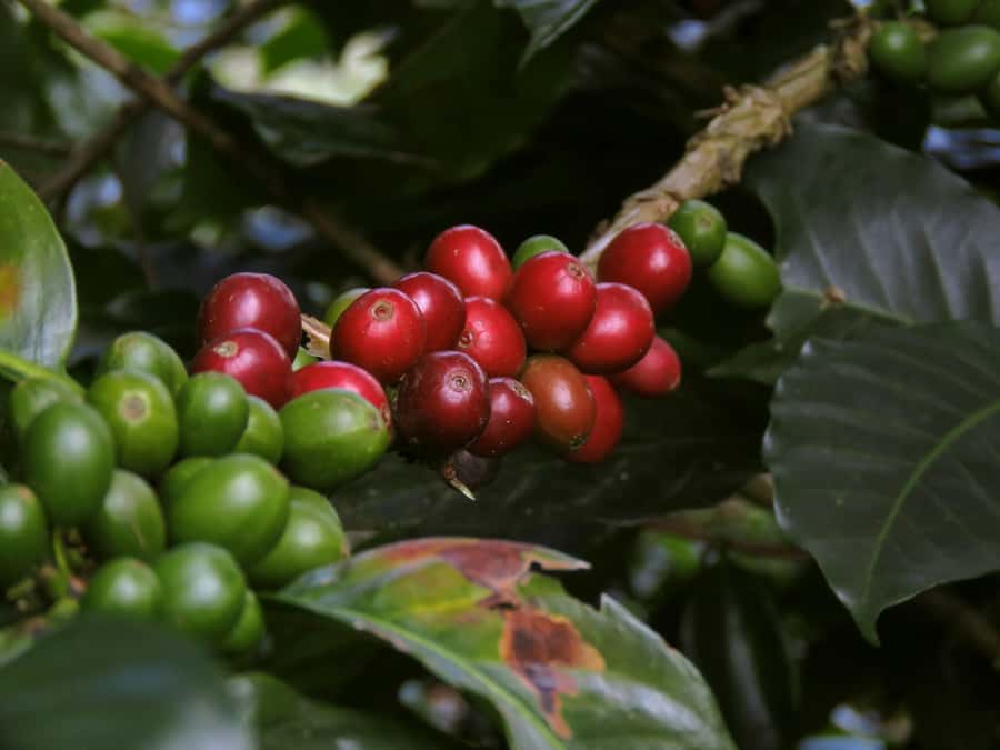 Day Tour to Fairview Coffee Farm - Leaving Nairobi by private car