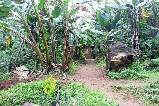 Day trip to materuni waterfalls and coffee tour - Coffee, Chagga songs, and a cup made fresh
