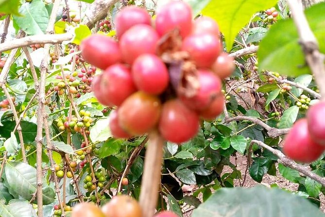 Day trip to materuni waterfalls and coffee tour - Lunch adds value to an eight-hour outing
