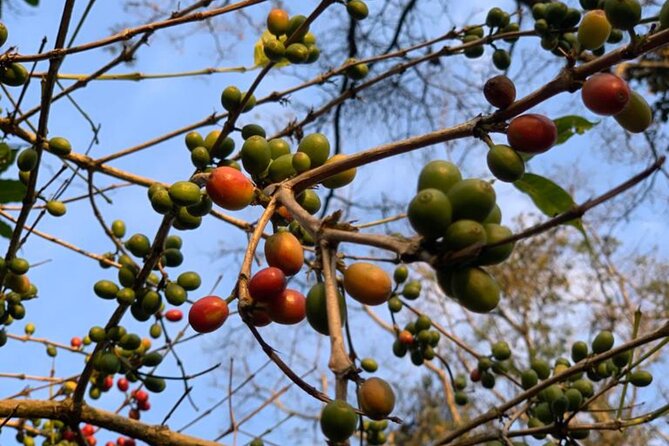 DayTour to Materuni Waterfalls with Coffee & Hotsprings Excursion - Walking into Materuni village