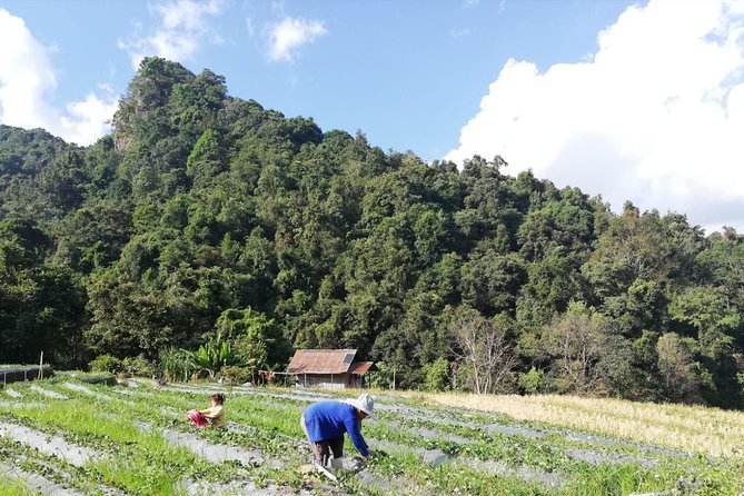 Doi Inthanon Day Trip:Twin Pagodas,Soft Hiking,Coffee Plantation - What the guide and group format add