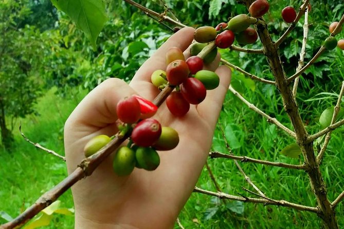 Exclusive Coffee Experience:Tour from Bogotá - Is $140 a fair price?