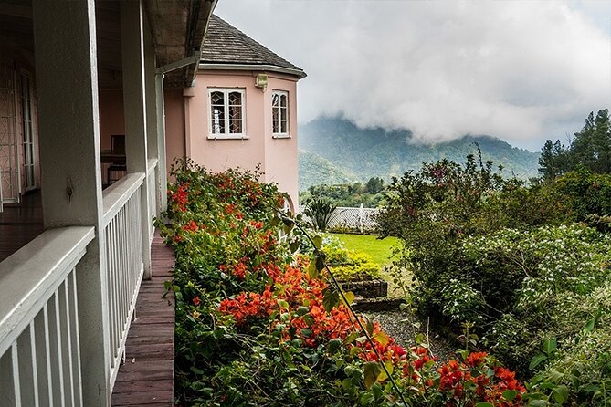 Exotic Blue Mountain Coffee Tour - Kingston brings the day back to city life