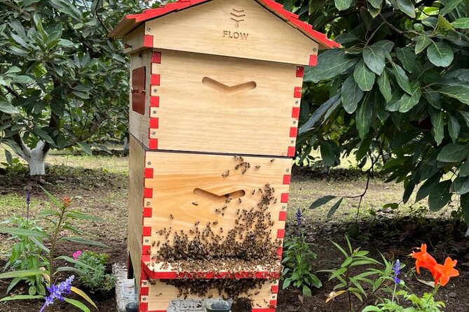Experience: Organic Coffee, Avocados, Honey & More! - Bees, honey, and the farm’s working ecosystem