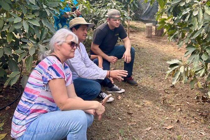 Experience: Organic Coffee, Avocados, Honey & More! - Four compost systems and organic farming