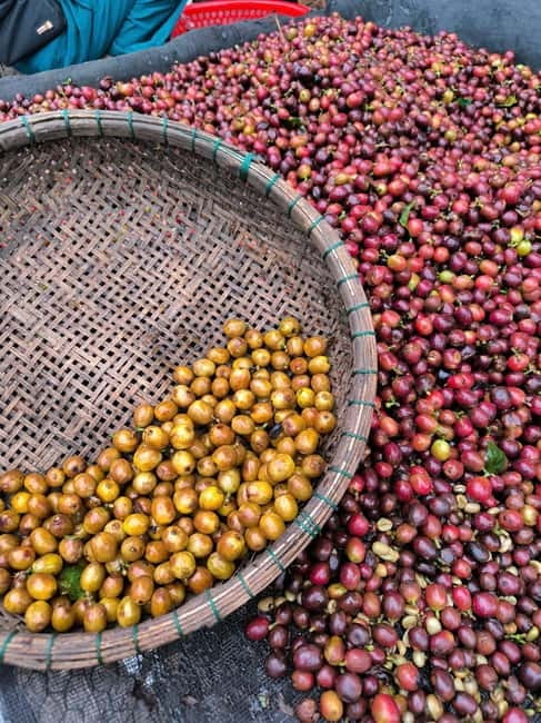 Experience specialty coffee with sustainable coffee farmers - Key points at a glance