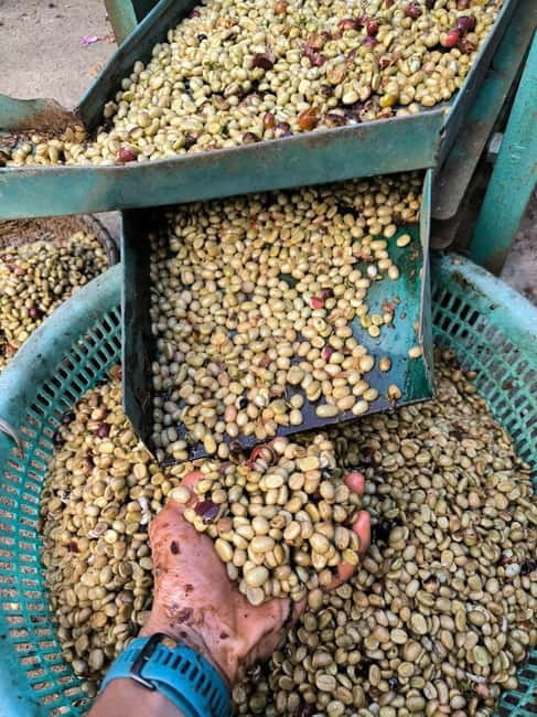 Experience specialty coffee with sustainable coffee farmers - What the farm element adds