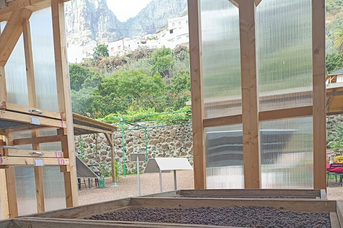 Explore Gran Canaria’s Coffee at Finca Los Castaños - Key points before you book
