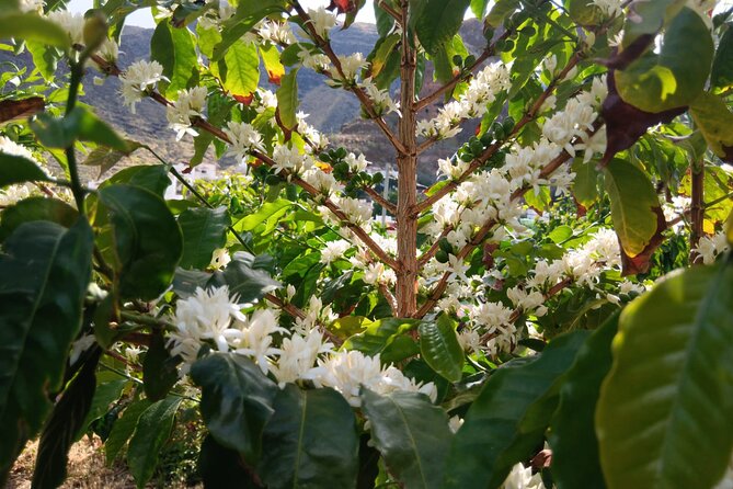 Explore Gran Canaria’s Coffee at Finca Los Castaños - From coffee plant to roasted bean