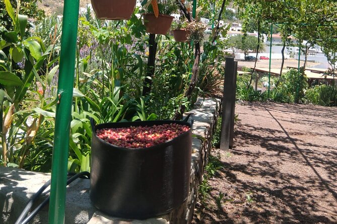 Explore Gran Canaria’s Coffee at Finca Los Castaños - The coffee tasting and homemade jams