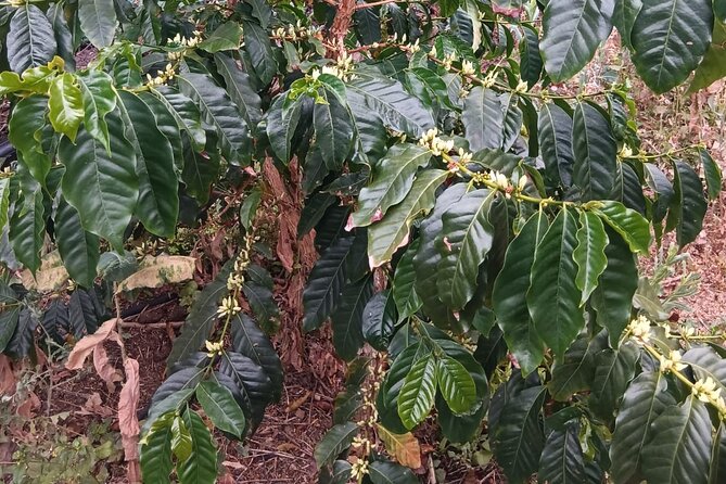 Explore Gran Canaria’s Coffee at Finca Los Castaños - A small farm instead of a large attraction