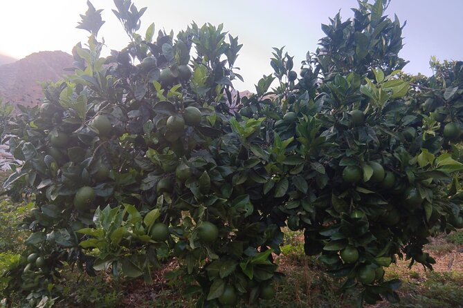 Explore Gran Canaria’s Coffee at Finca Los Castaños - Language, timing, and practical details
