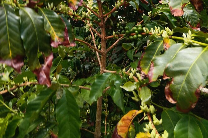 Explore Gran Canaria’s Coffee at Finca Los Castaños - The best way to fit it into a Gran Canaria day