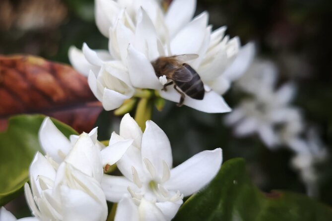 Explore Gran Canaria’s Coffee at Finca Los Castaños - Who should book this coffee farm visit?