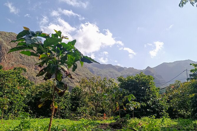 Explore Gran Canaria’s Coffee at Finca Los Castaños - Walking through Finca Los Castaños