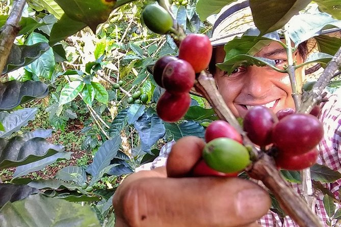 Explore the Coffee Process_From Tree to Cup & Fun by Jeep - Riding a traditional Jeep from Pereira into the Andes