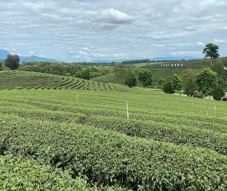 Explorer Border road and Nature ( Tea and Coffee ) - Key points to know before booking